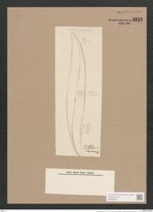 Rhoicosigma robustum Grun. (de-Toni-Nr.: Genus 15, Species 1129) Zeichnungen Sammlung Grunow Nr. 2222 (NHMW-BOT-W0369309)